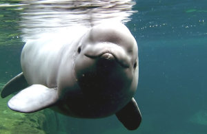 Nala-Image-Credit-Vancouver-Aquarium
